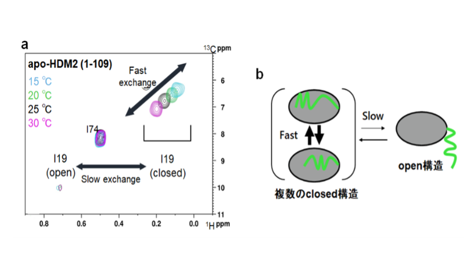 図2： (a)側鎖メチル基のNMRスペクトルの温度依存的な変化 (b)NMRスペクトルから推測されるmulti-stateな構造平衡