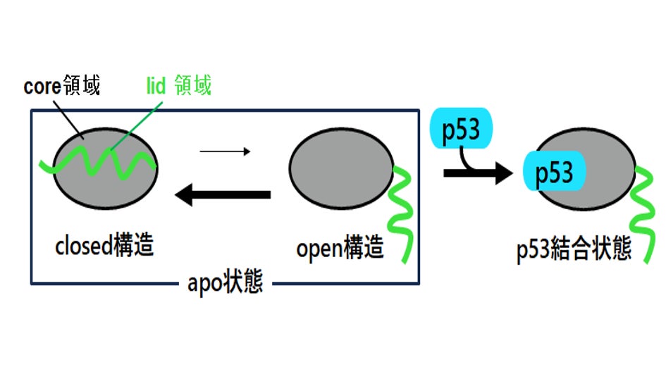 図1:apo状態(p53非結合状態)のHDM2において従来考えられていたopen-closed間の構造平衡