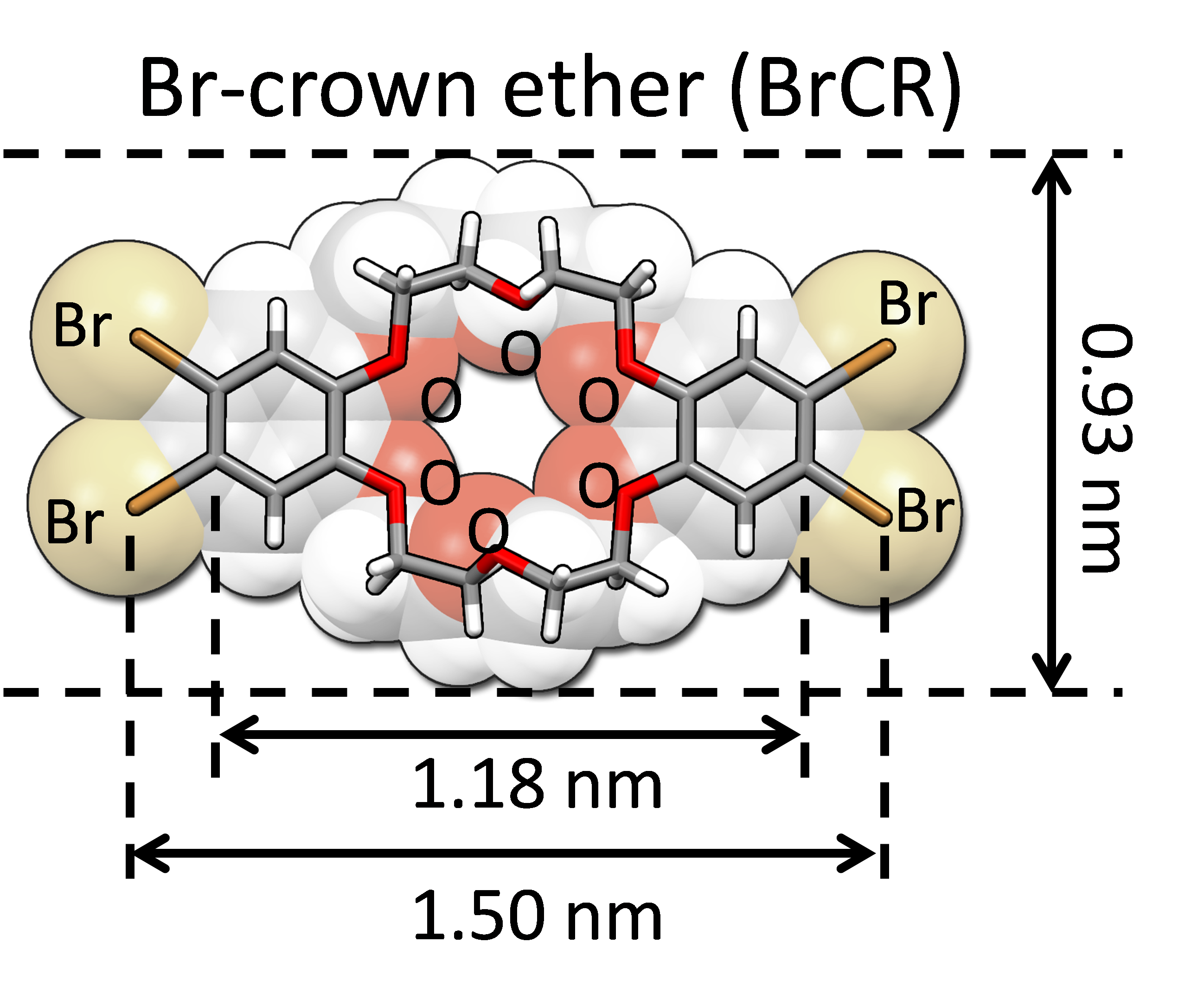 図１：クラウンエーテル環状分子