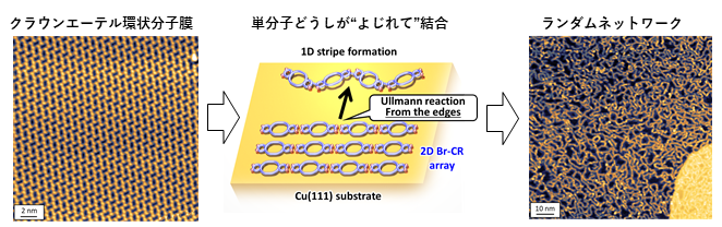 図３：クラウンエーテル環状分子を使ったランダムネットワーク創出