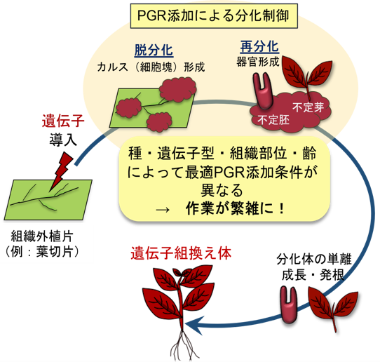 組換え植物細胞を自発的に分化させる技術の開発 ー細胞・組織