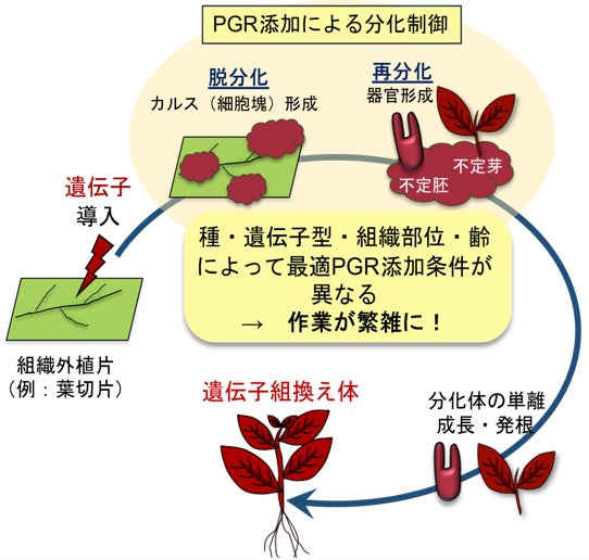 図1 従来の組織培養による植物の体細胞からの個体発生技術を基盤とした遺伝子組換え体作出
