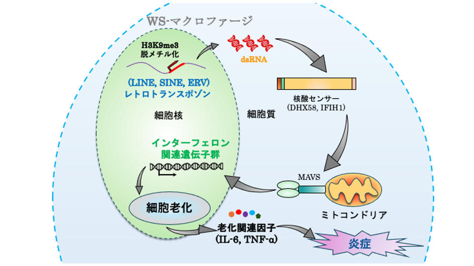 図1 本研究の概要