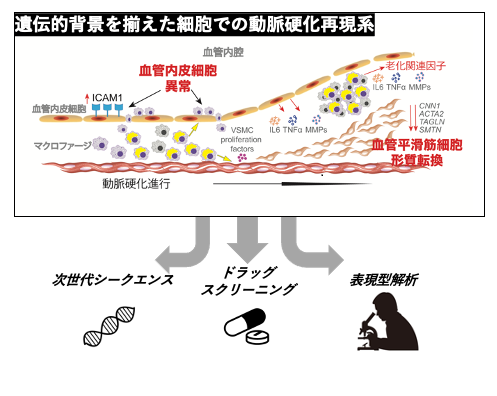 図3 今後の展望