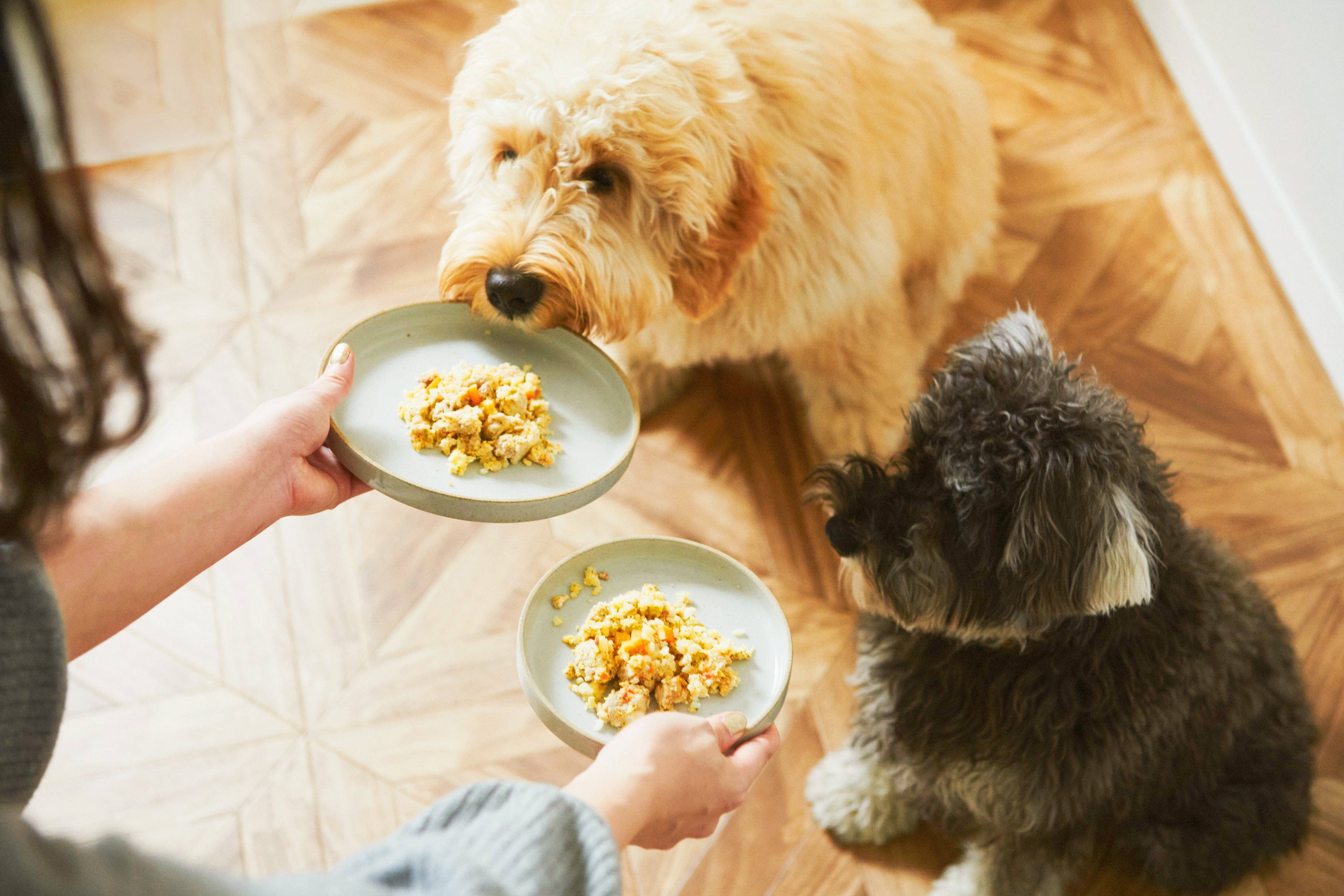ペトコトフーズ＆ワンちゃん