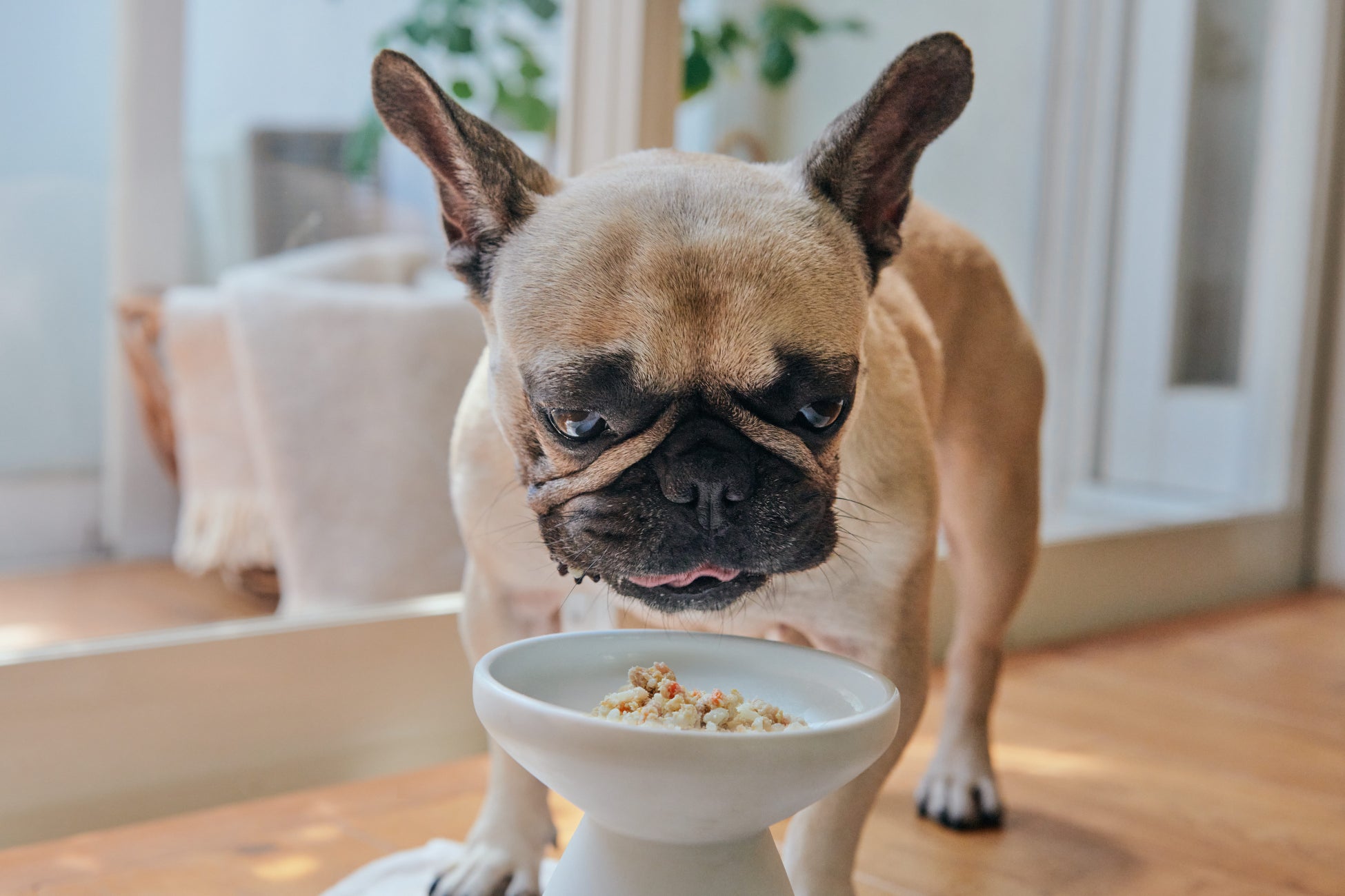 ペトコトフーズを食べる犬