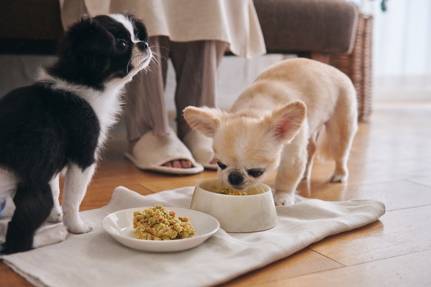 ペトコトフーズを食べる犬たち