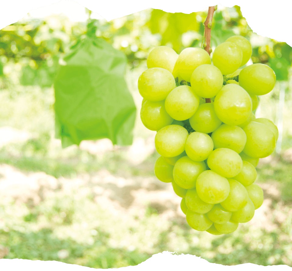 完熟の極甘のシャインマスカットの食べ放題を12月1日まて開催中! | 一 完熟の極甘のシャインマスカットの食べ放題を12月1日まて開催中! | 一