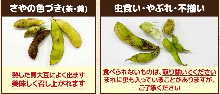 選別すれば大半はおいしく食べられる。コープこうべが丹波黒黒大豆の規格外枝豆を数量限定で店頭へ