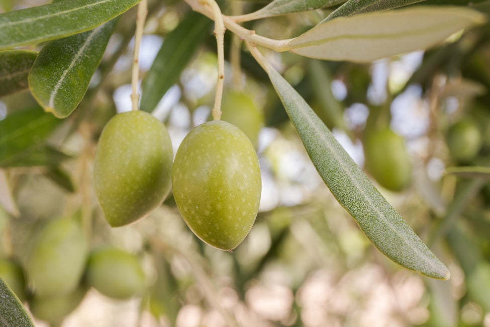 コルニカブラ種