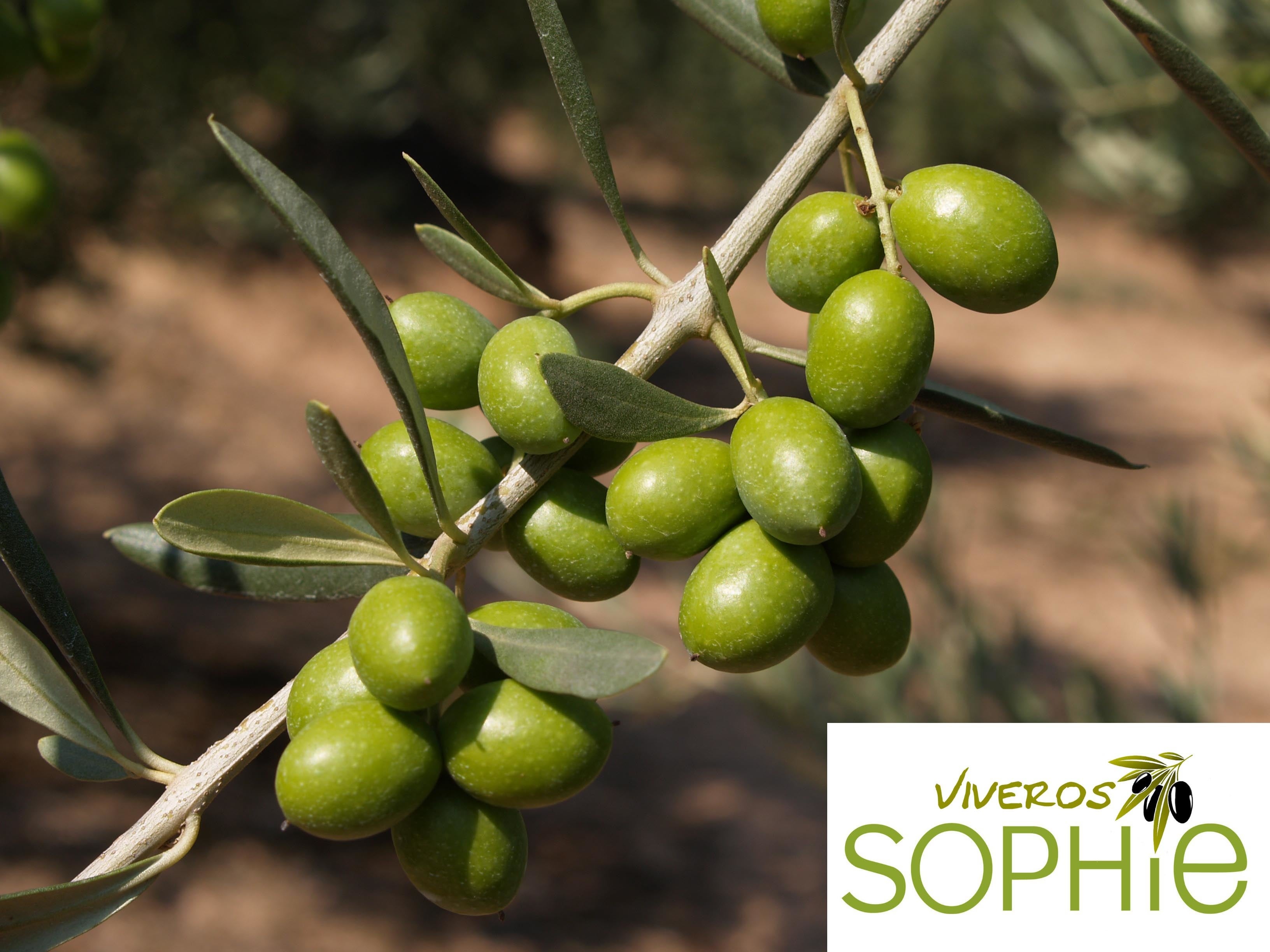 アロニス種の実 Special Thanks Grupo Viveros Sophie