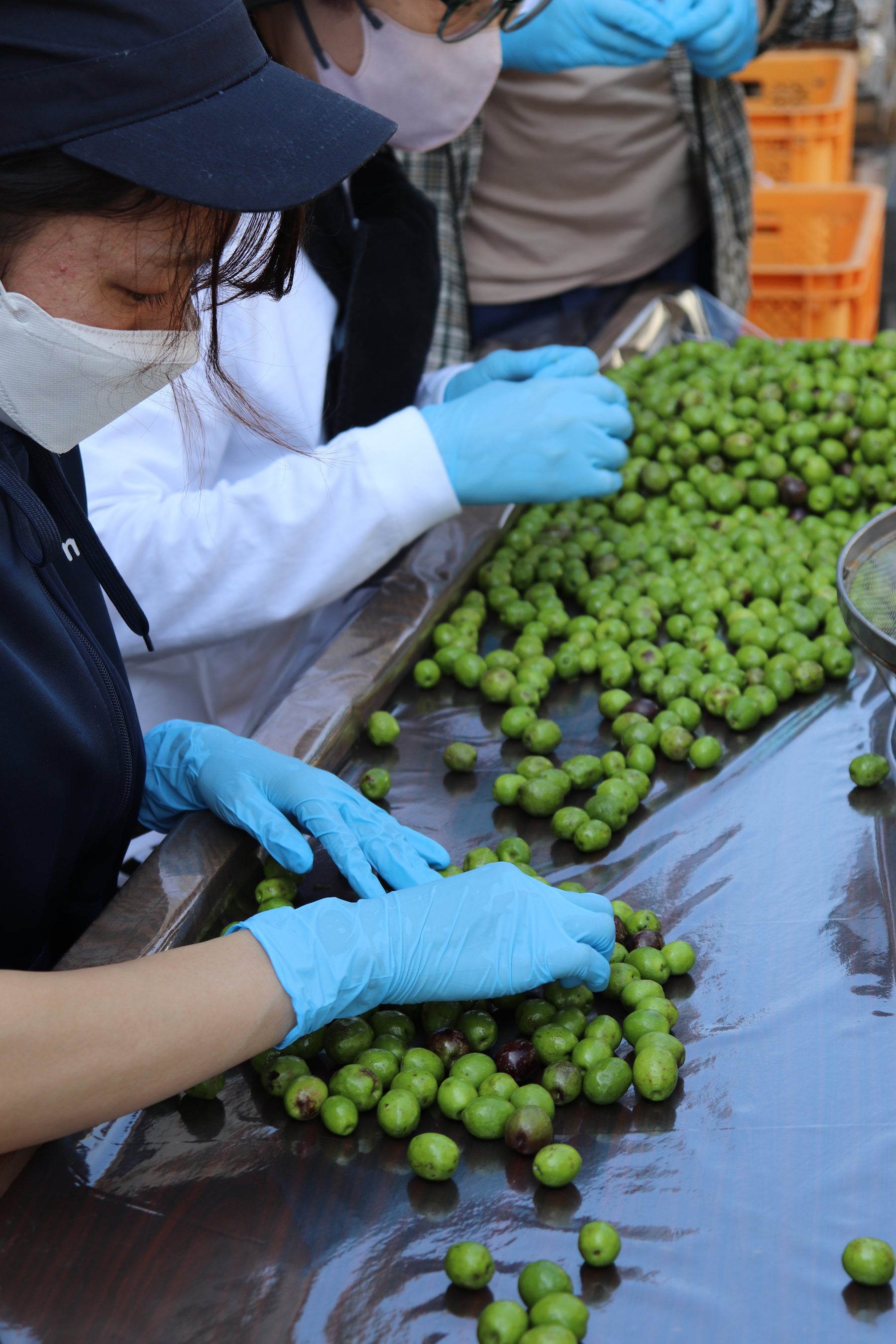 牛窓オリーブ園浅漬用選果