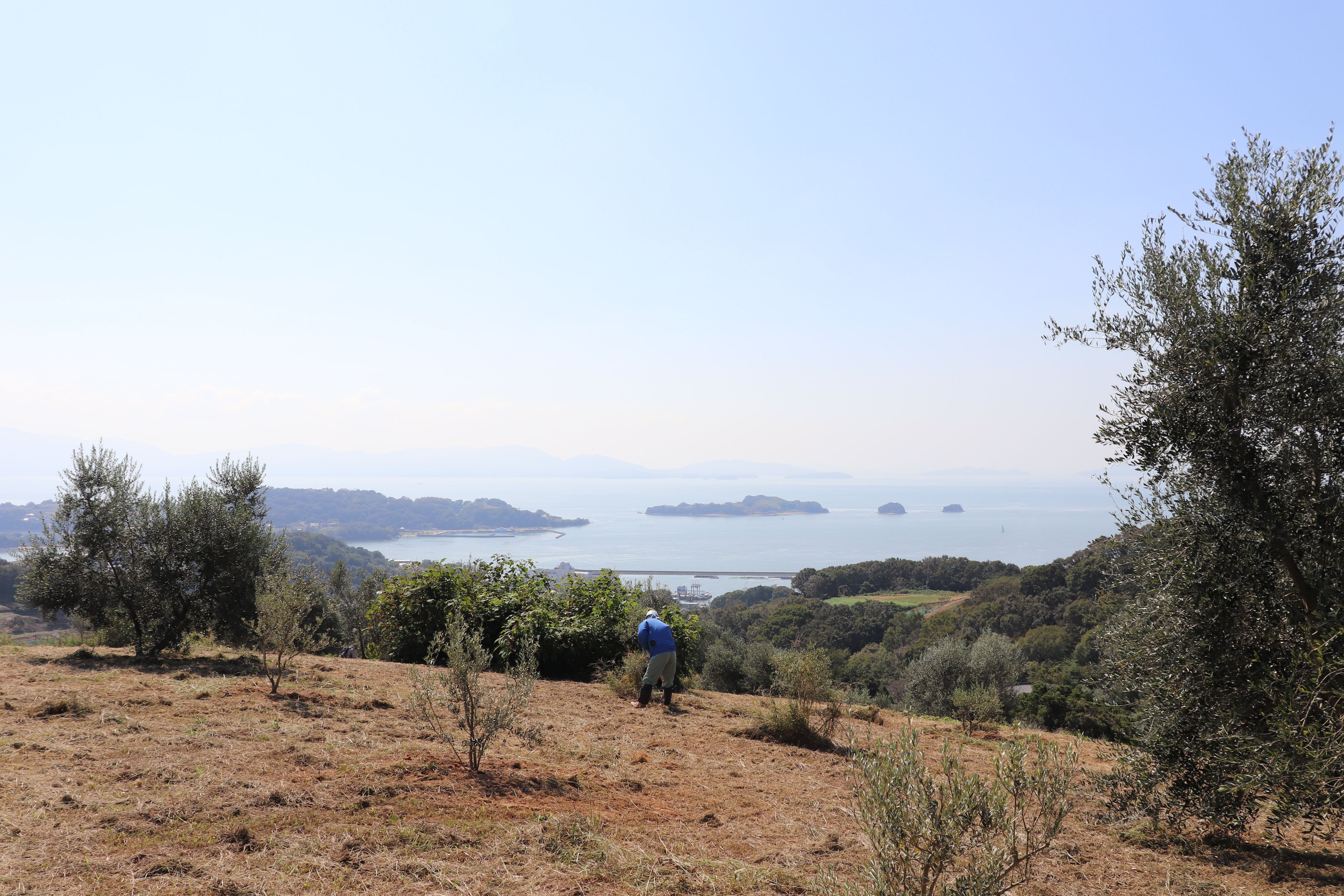 瀬戸内海を望む南向きの丘で、次世代を支える樹もすくすくと育っています
