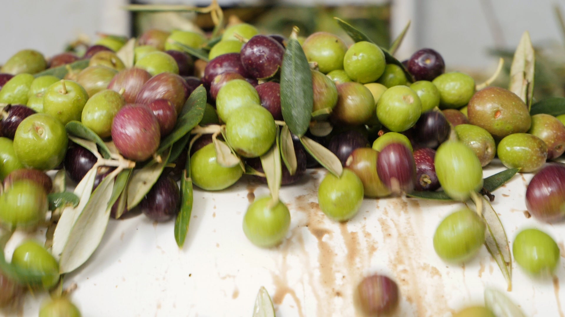 有機栽培アルベキナ種