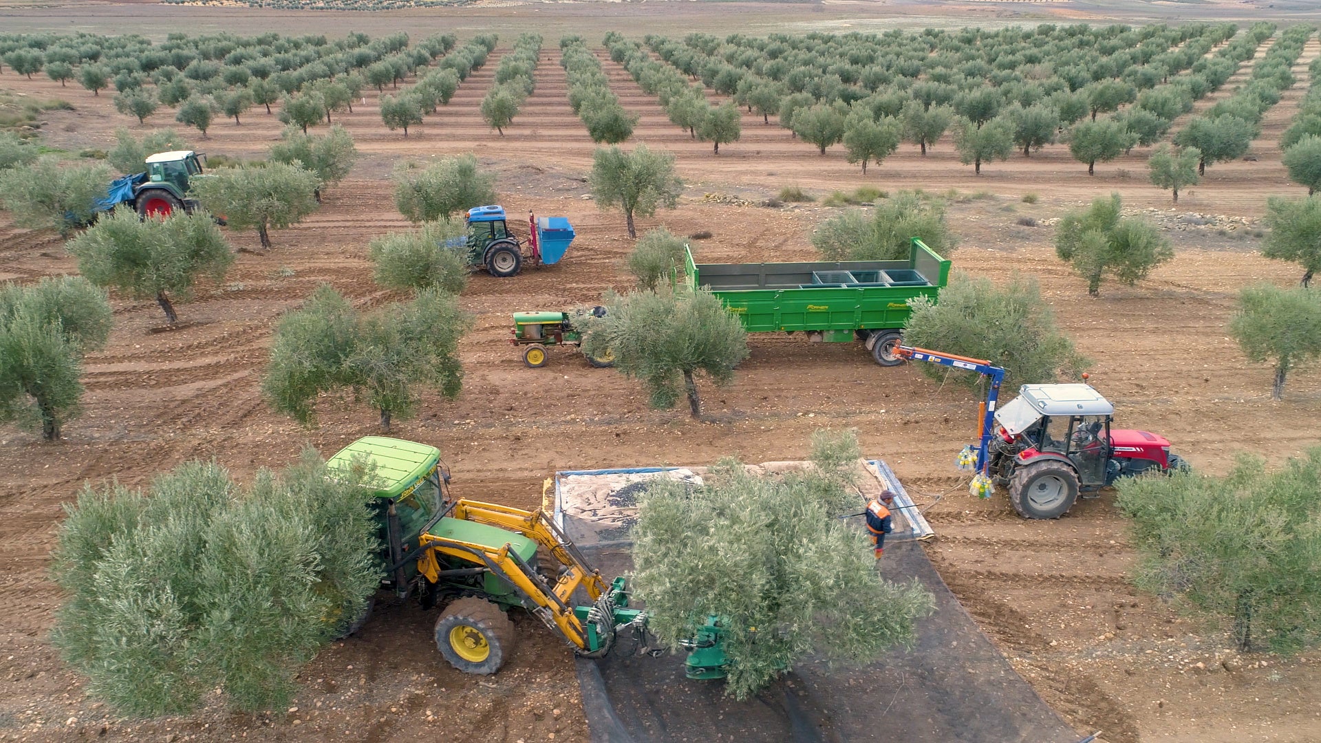 デオルテガス農園収穫風景