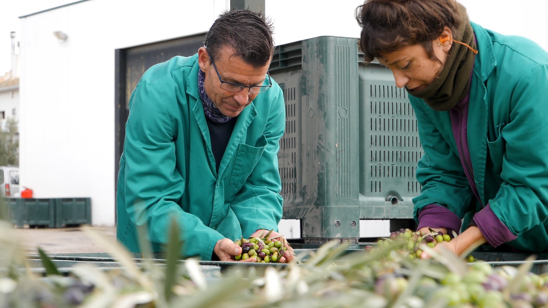 デオルテガス農園での選果風景