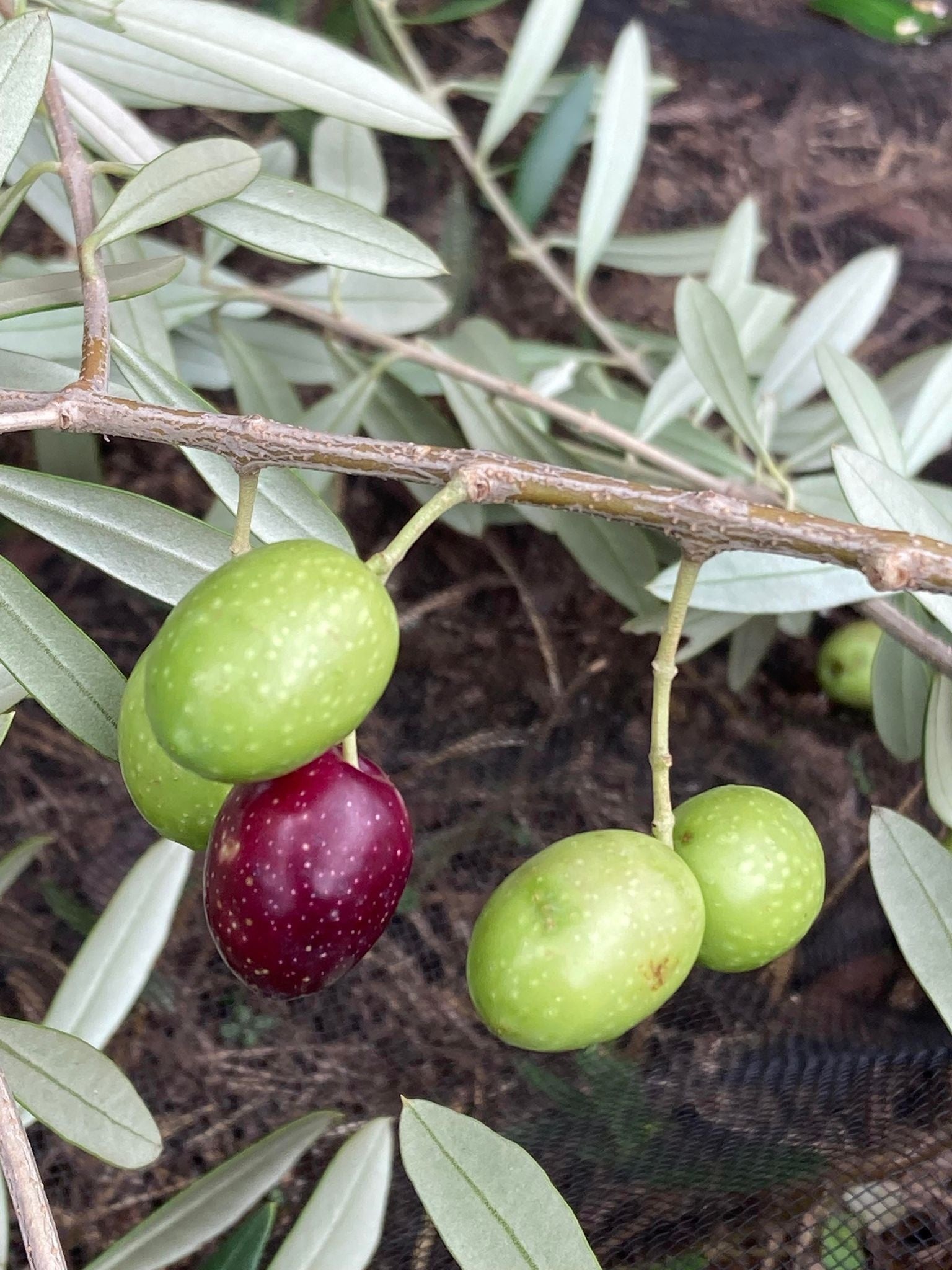 実太りの良い果実を厳選