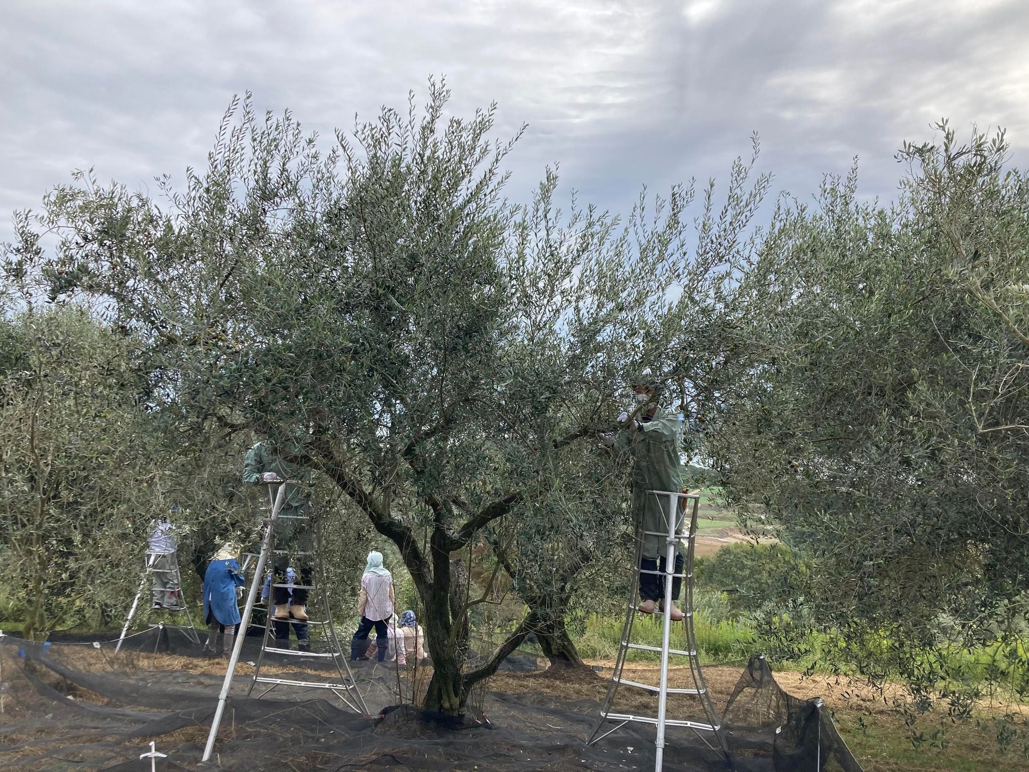 牛窓オリーブ園収穫風景