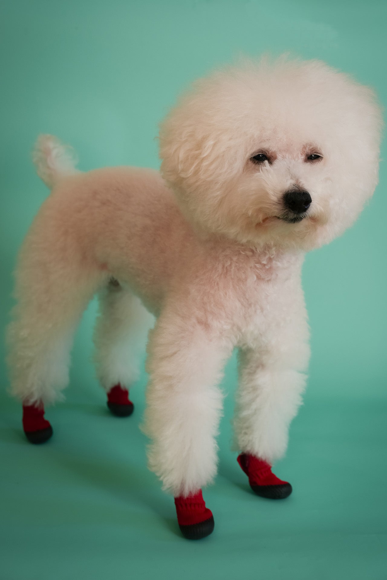 脱げない犬靴」の決定版！DogSoxx210、ついに始動 | 株式会社