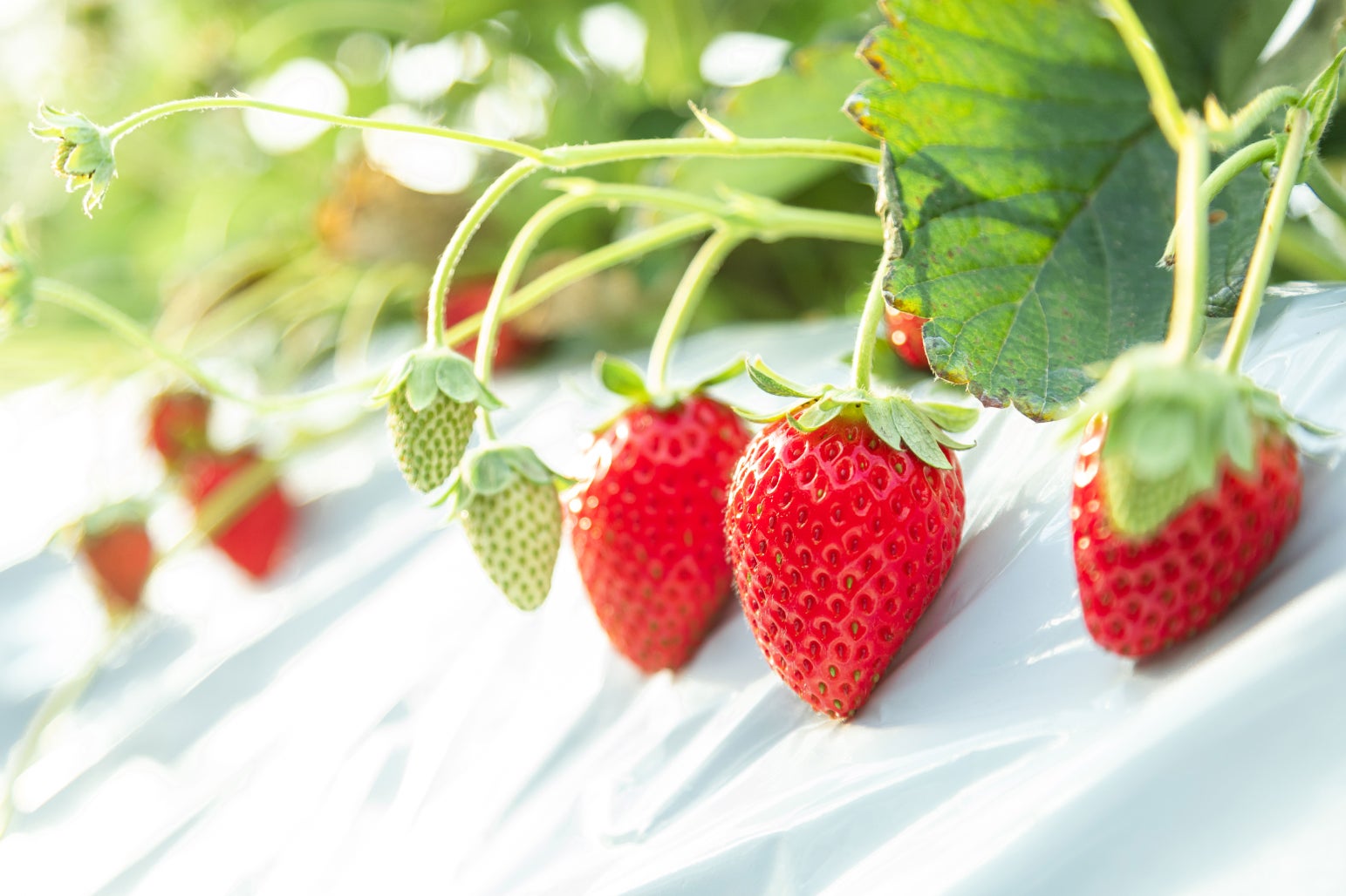 GWは福島でいちご狩り🍓SNS投稿で特典!限定フェア GWは福島でいちご狩り🍓SNS投稿で特典!限定フェア