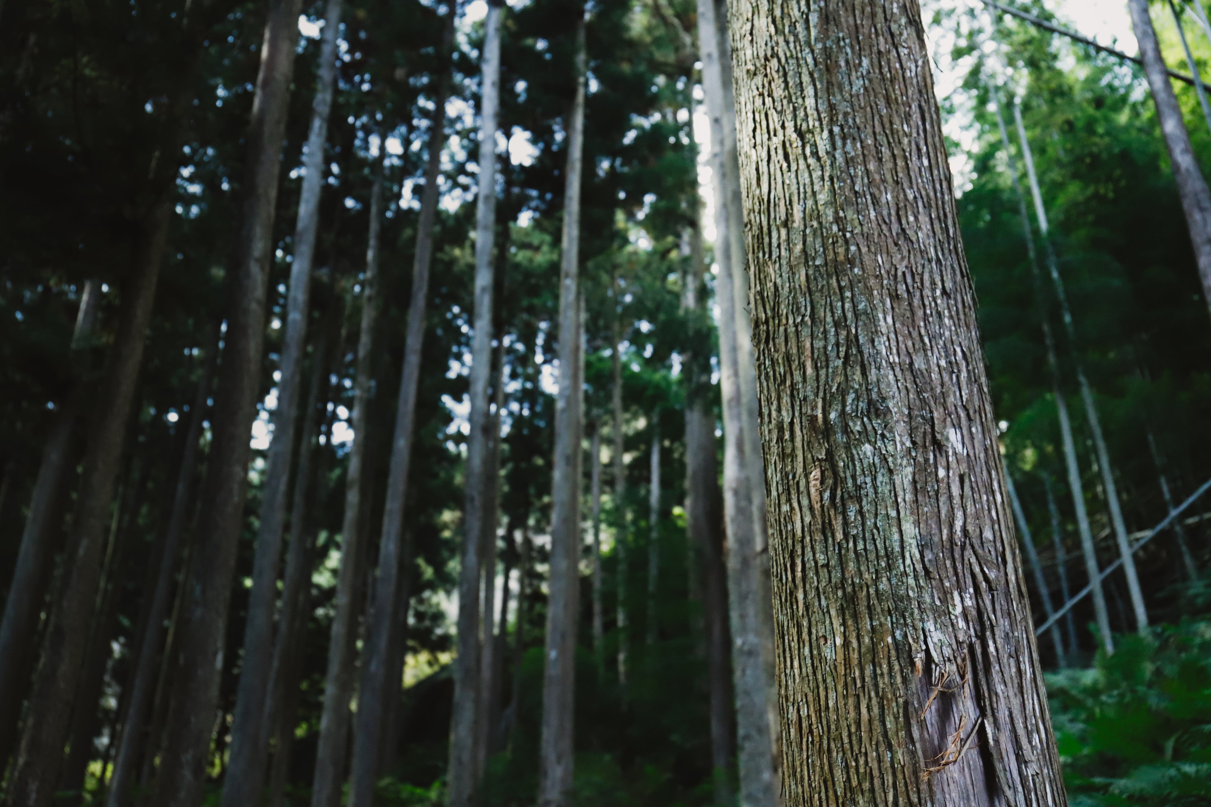 杢美(MOKUHARU)⸻「木の輪が人の輪になる」紀州ヒノキと鉄が調和するオリジナルベンチ誕生