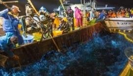 ほたるいか海上観光