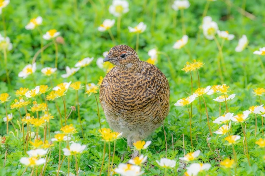チングルマと雷鳥