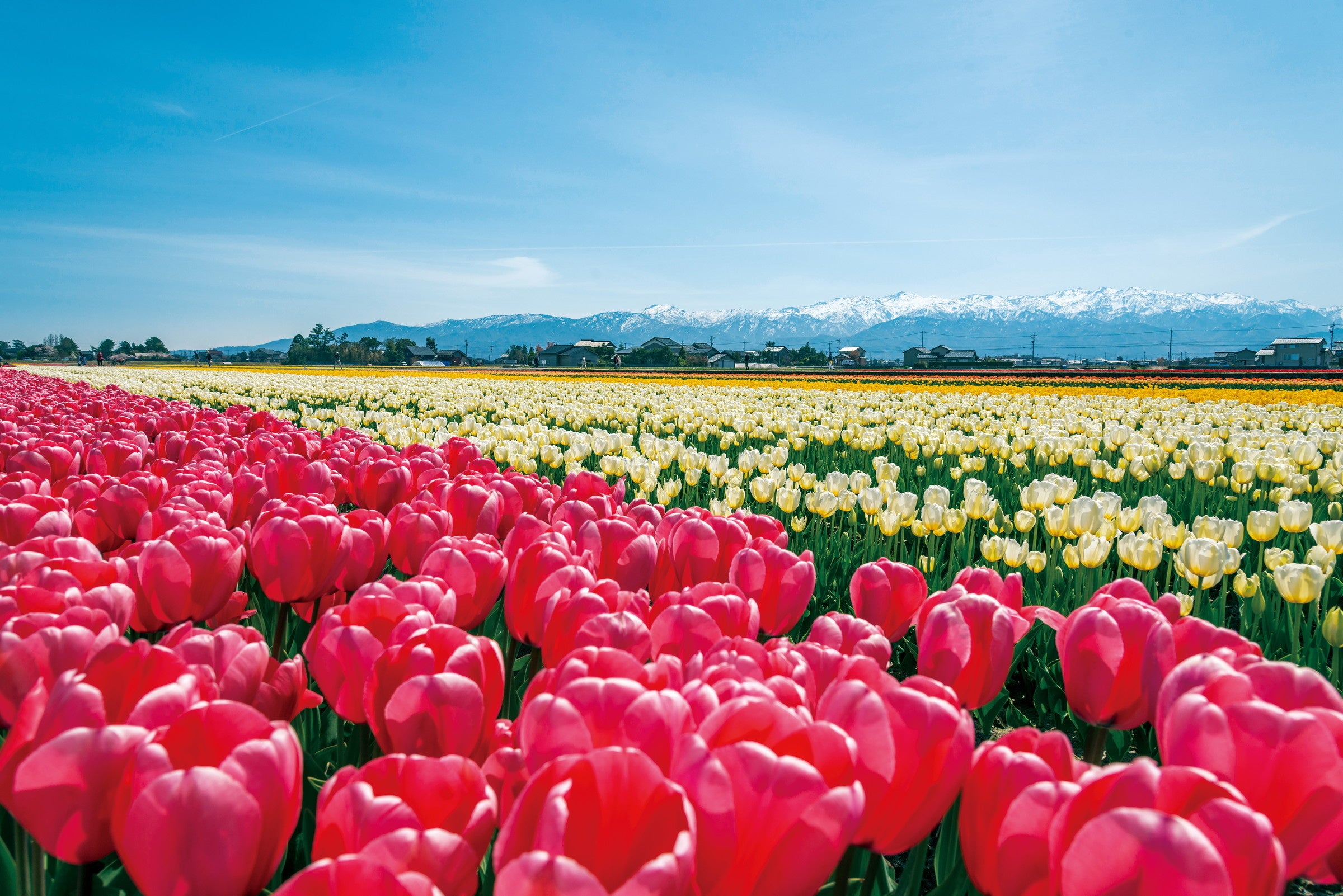 富山の春2023】 迫力満点！富山でしか味わえない花の祭典はじまる