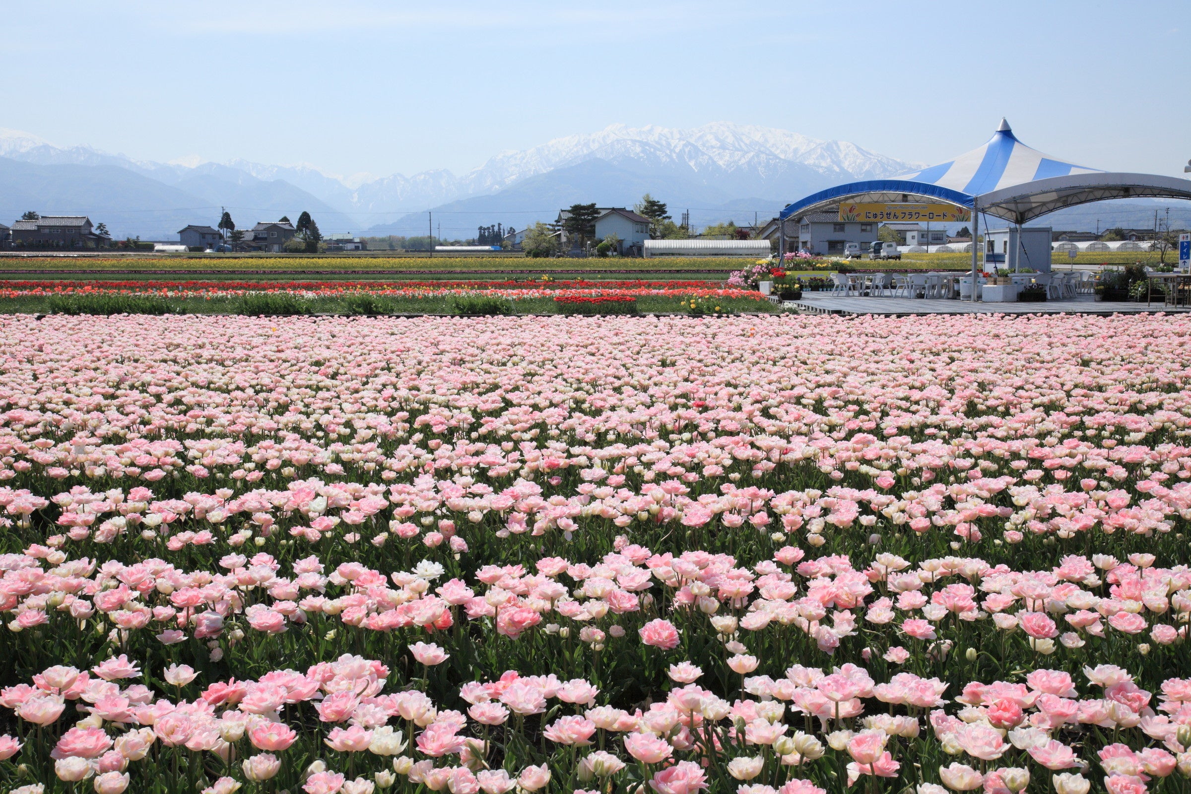 富山の春2023】 迫力満点！富山でしか味わえない花の祭典はじまる