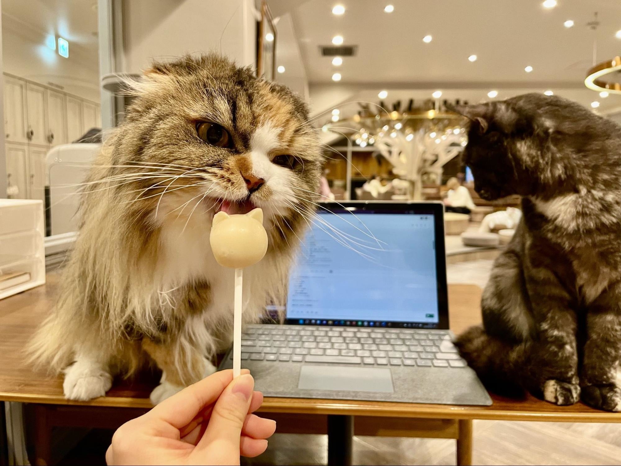 スペースマーケットと猫カフェ運営のリポットが連携 猫 に仕事を邪魔される 日本一集中できないワークスペース の予約開始 株式会社スペースマーケットのプレスリリース