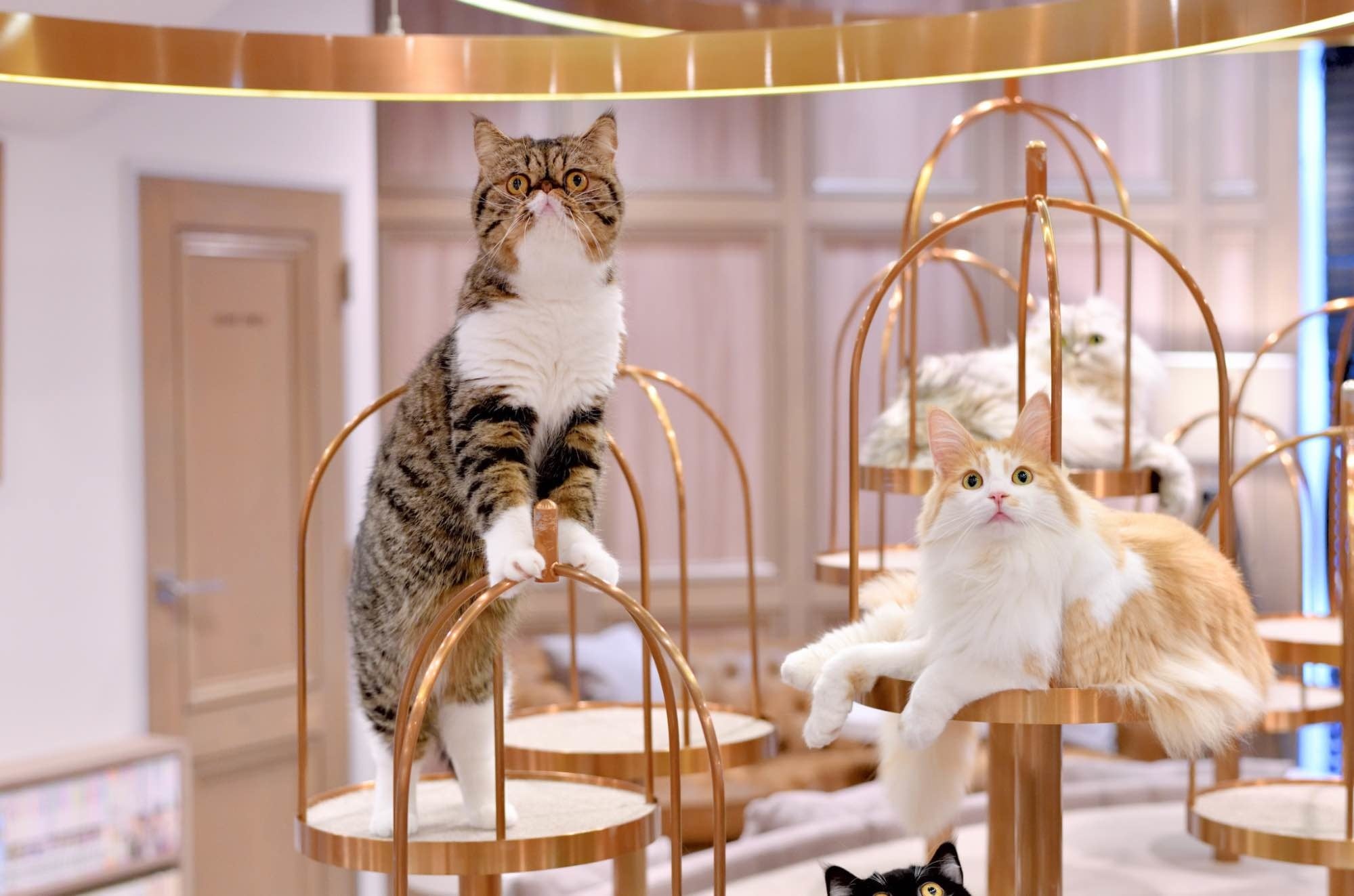 スペースマーケットと猫カフェ運営のリポットが連携 猫 に仕事を邪魔される 日本一集中できないワークスペース の予約開始 株式会社スペースマーケットのプレスリリース