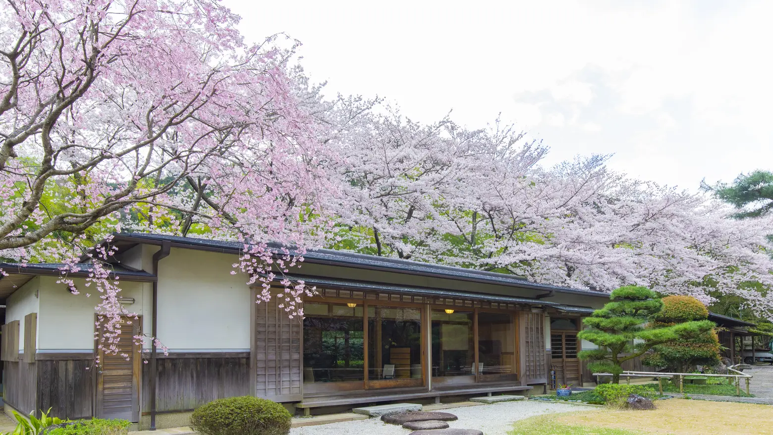 室内からお花見可能スペース