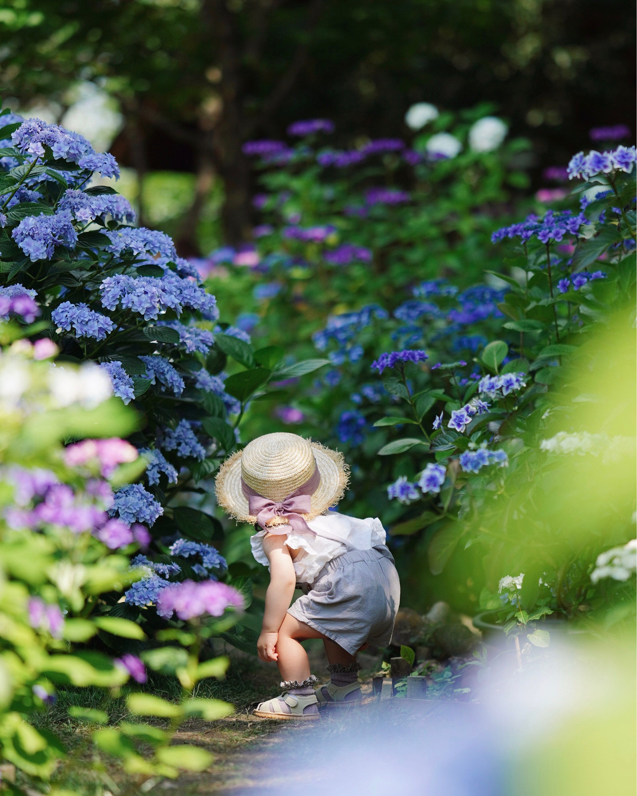 5月27日 金 から あじさい展 開催 株式会社 キャッスルホテルのプレスリリース