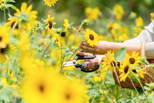 【子ども入園無料!】ヒマワリなど13,000株超の花畑と大迫力の泡で楽しむ「じゃぶじゃぶ池」、2日間限定「納涼祭」などイベント満載。大人も子どもも夏休みを満喫!【ぐんまフラワーパークプラス】 【子ども入園無料!】ヒマワリなど13,000株超の花畑と大迫力の泡で楽しむ「じゃぶじゃぶ池」、2日間限定「納涼祭」などイベント満載。大人も子どもも夏休みを満喫!【ぐんまフラワーパークプラス】