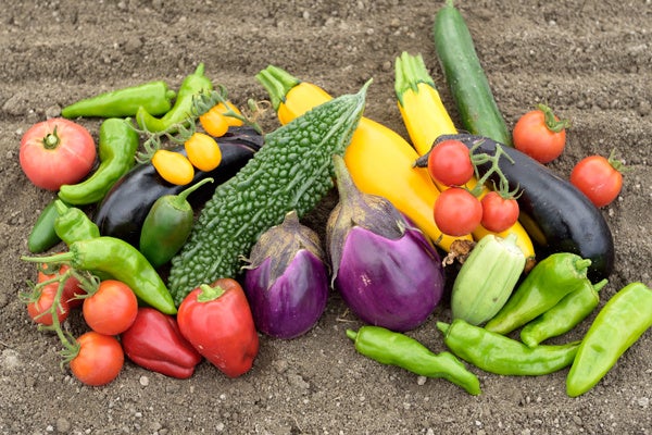 「おかやまオーガニック」のみずみずしい野菜