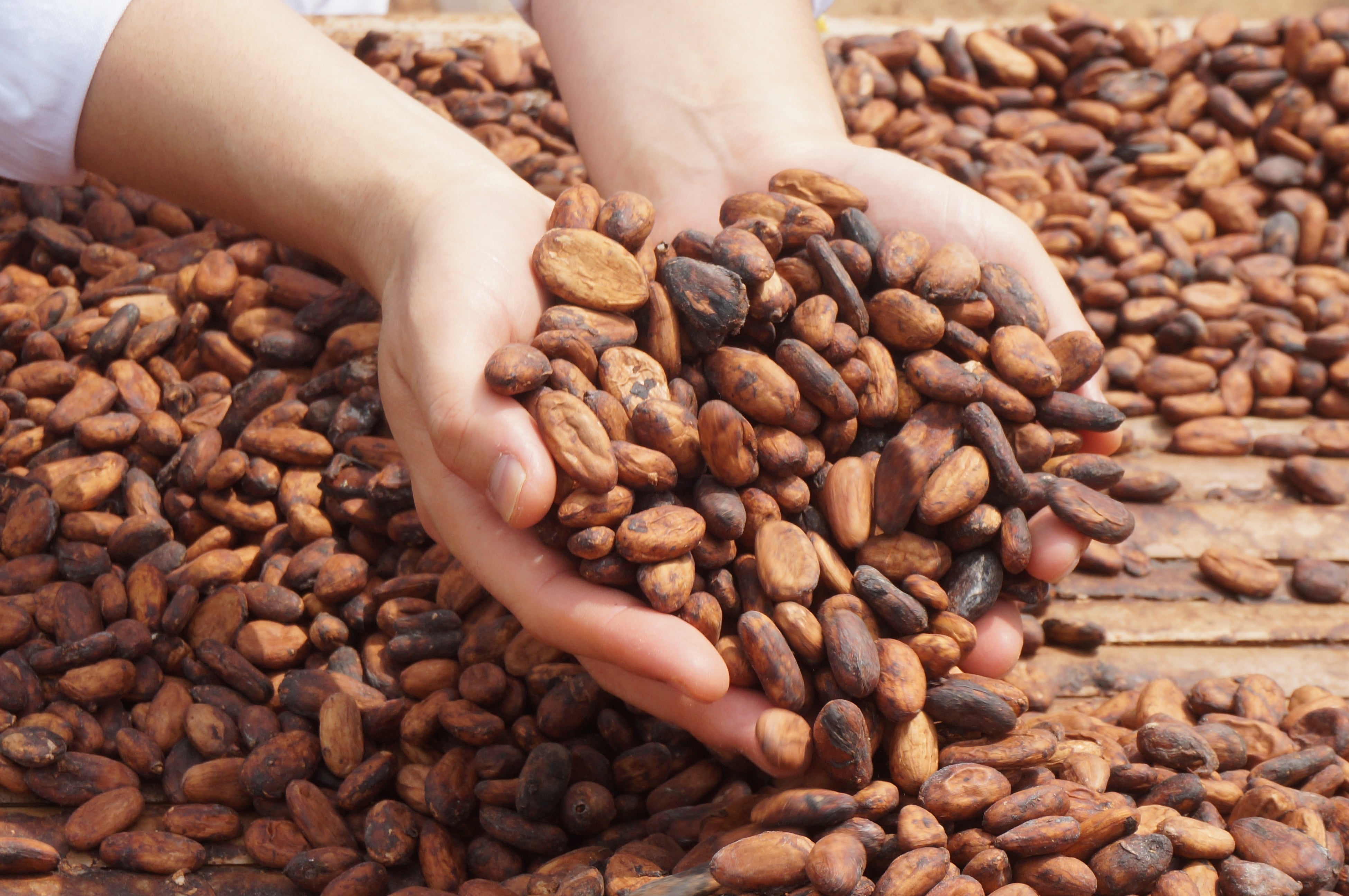 フェアカカオプロジェクト