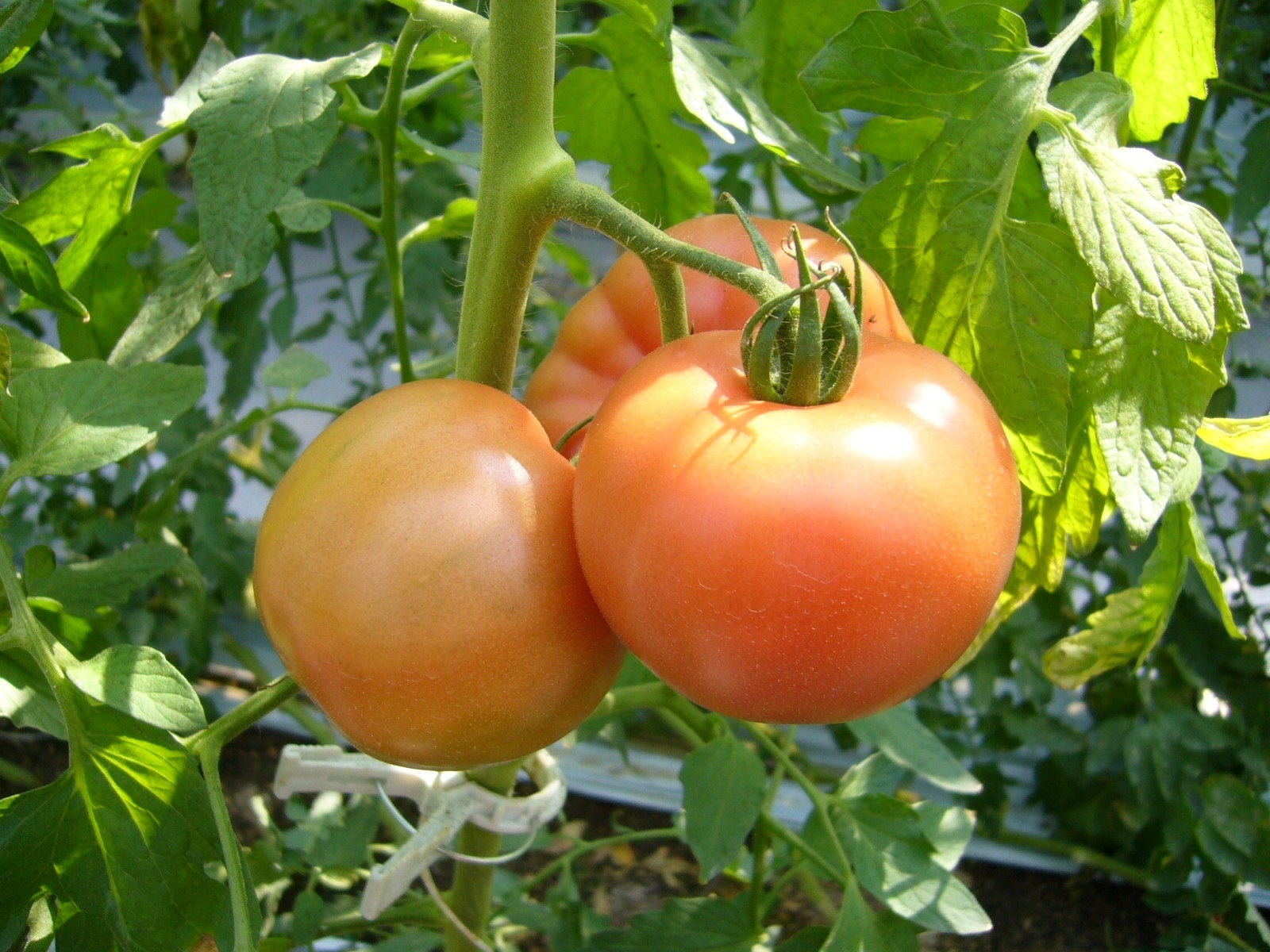 モスの生野菜は国産。農家さんの想いが見える野菜です。