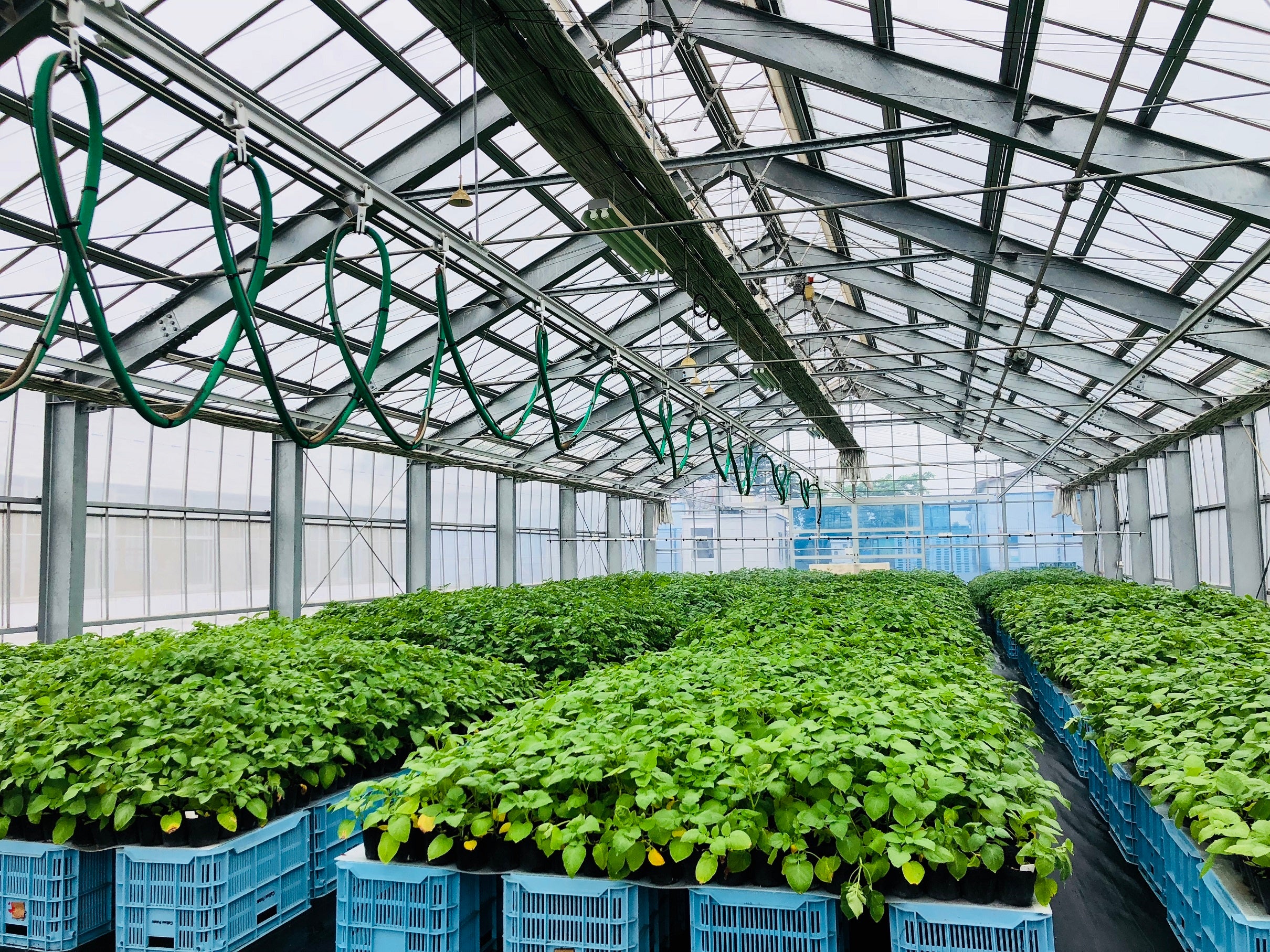 持続的調達に向けた新品種の開発