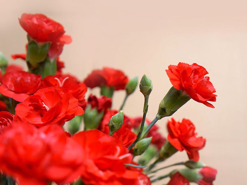 カーネーションのプレゼントのイメージ