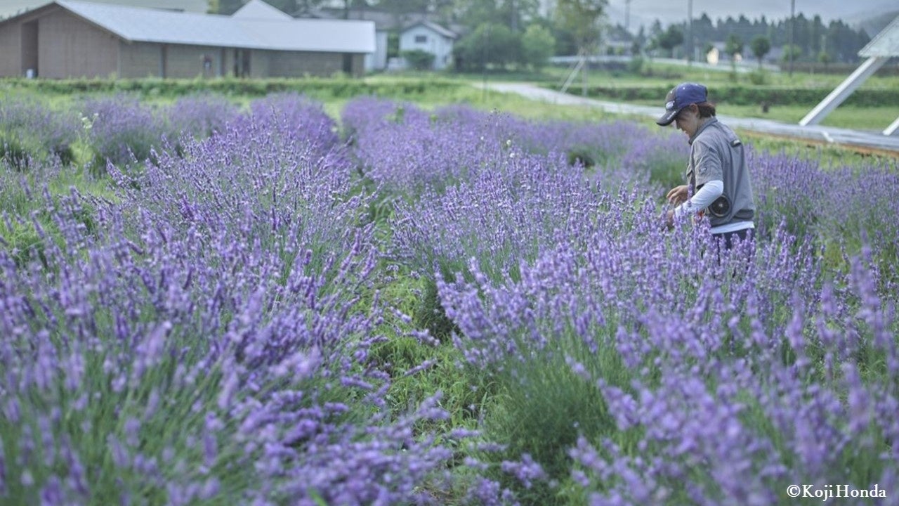 Healthian-wood® ラベンダー畑