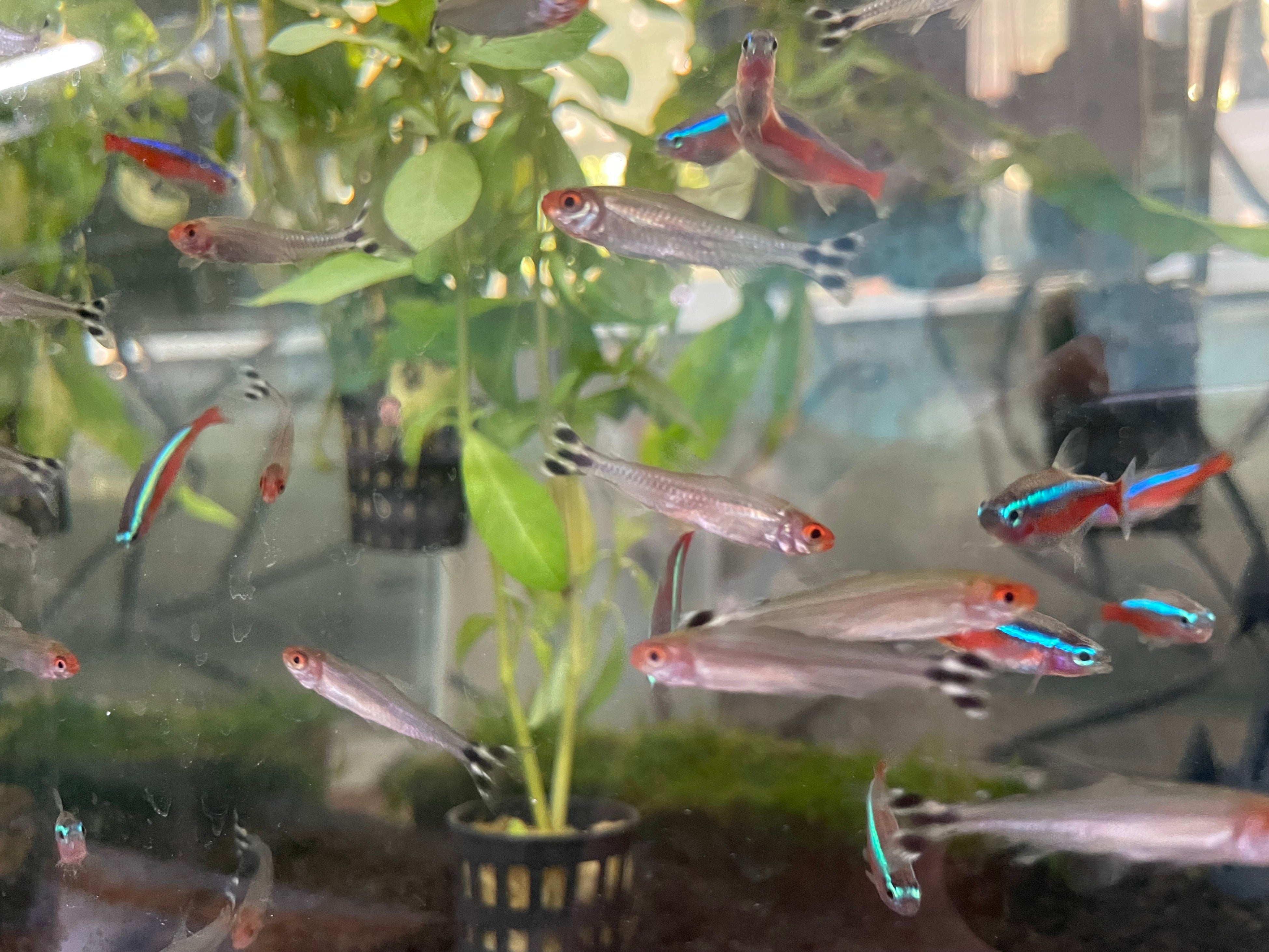 【南知多ビーチランド＆南知多おもちゃ王国】キラキラ輝くおさかなとイルミネーション！初開催！「きらめくおさかな展」＜愛知＞