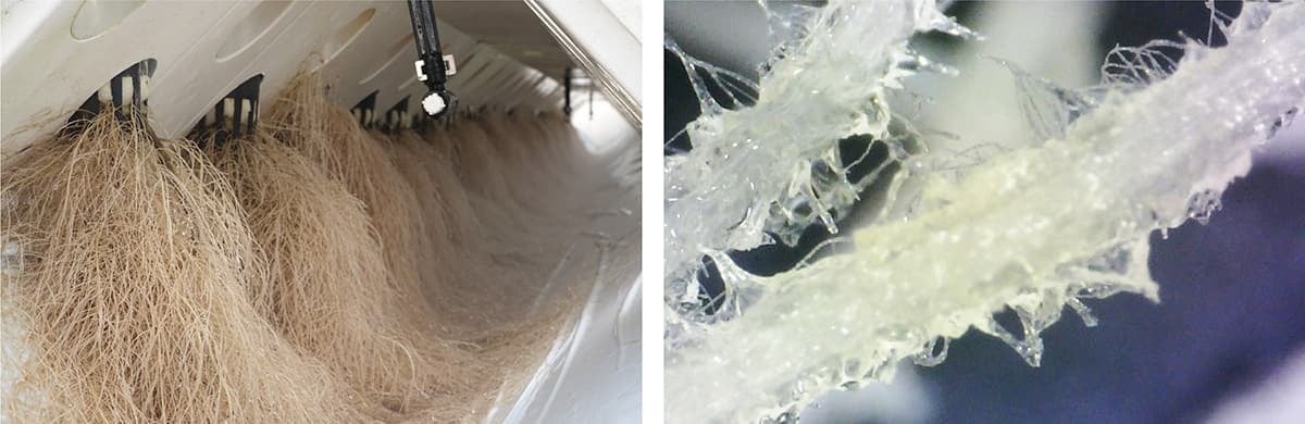 左：栽培函内に張り巡らされた根　右：根の100倍拡大写真（微細な根毛が根全体に発達している）