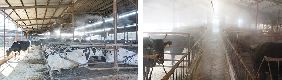 夏バテ予防による増体重や、受胎率向上と分娩サイクル改善、疾病や死廃リスク軽減などに好適です。