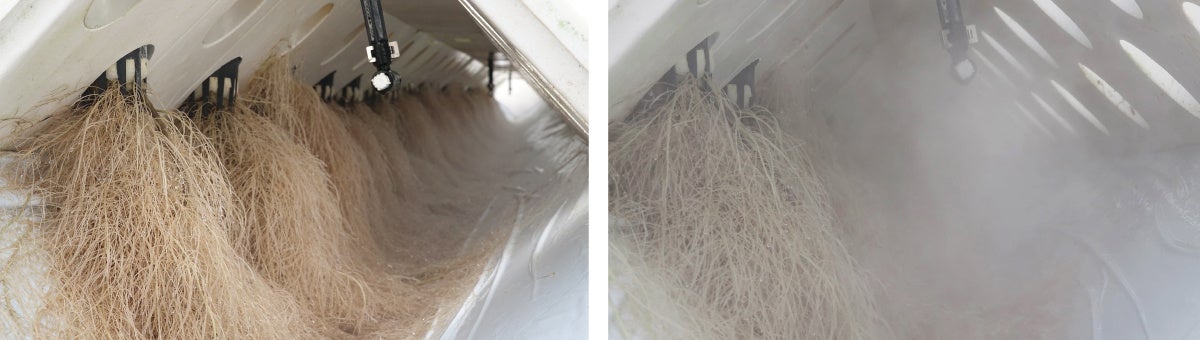 根が栽培函内で懸垂状態のまま成長、微細な根毛は根全体に発達します。