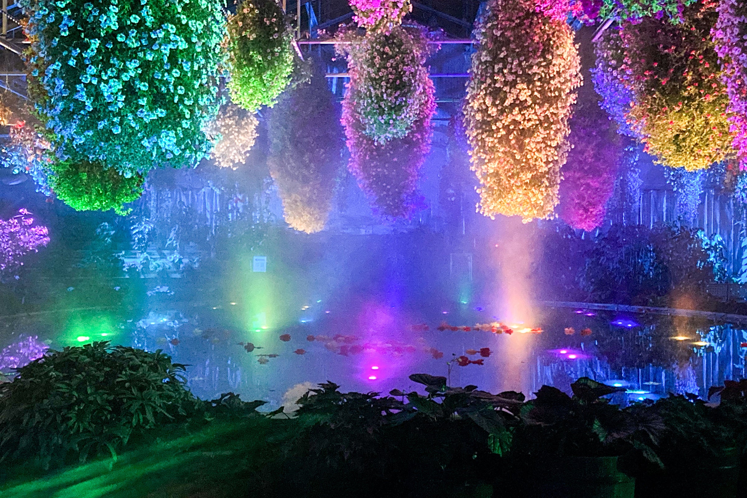 2023年夏『ベゴニア園』