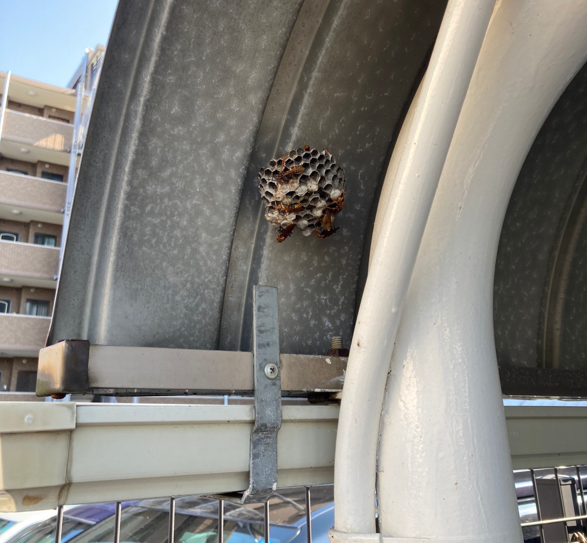 蜂の巣に注意】猛暑予想の2024年はどれくらい危ない？ハチの発生状況が