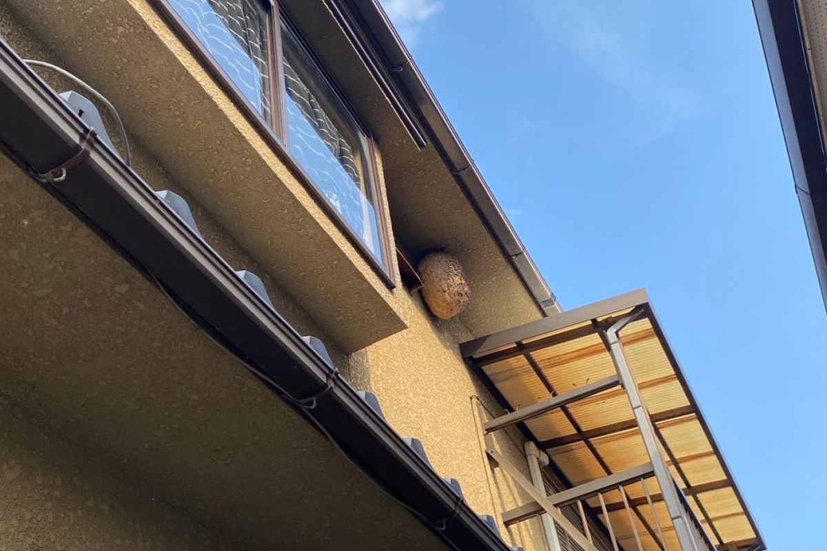 2階の軒下にできたスズメバチの巣