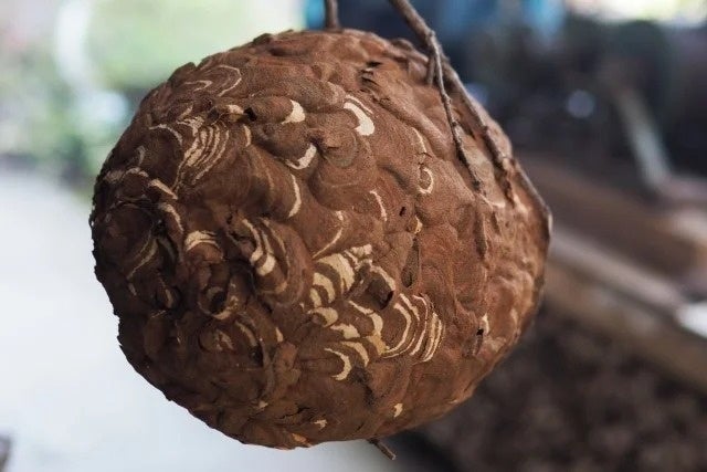 ボール型のスズメバチの巣