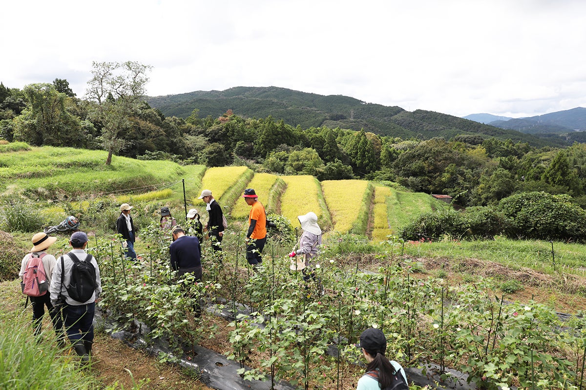 11/8(土)久留女木の棚田×遠州織物プロジェクト HUISの綿花収穫イベントを開催!