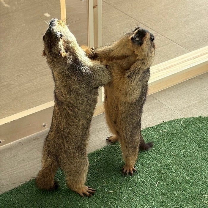 向かい合って立ち上がる2頭のマーモット
